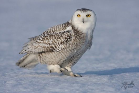 Have You Ever Seen a Snowy Owl ?