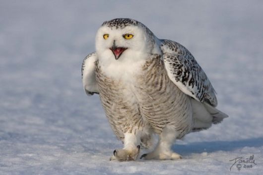 Have You Ever Seen a Snowy Owl ?