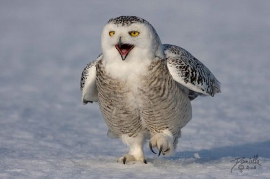 Have You Ever Seen a Snowy Owl ?