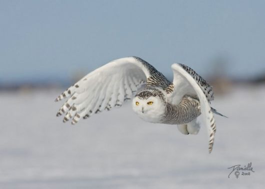 Have You Ever Seen a Snowy Owl ?