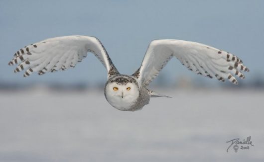 Have You Ever Seen a Snowy Owl ?