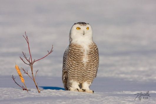 Have You Ever Seen a Snowy Owl ?