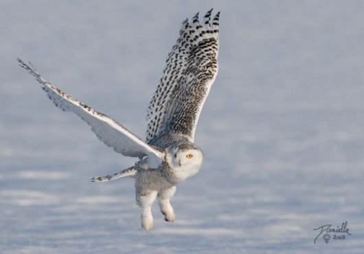 Have You Ever Seen a Snowy Owl ?