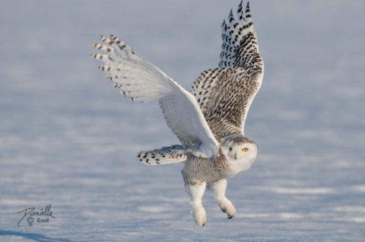 Have You Ever Seen a Snowy Owl ?