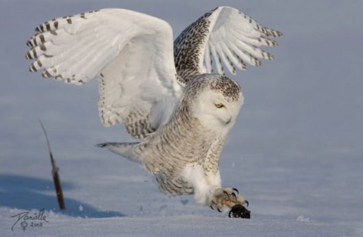 Have You Ever Seen a Snowy Owl ?
