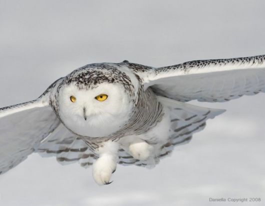 Have You Ever Seen a Snowy Owl ?