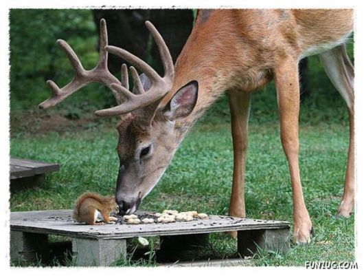 Some of the BeautifuL AnimaLs