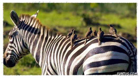 Some of the BeautifuL AnimaLs