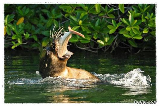 Some of the BeautifuL AnimaLs