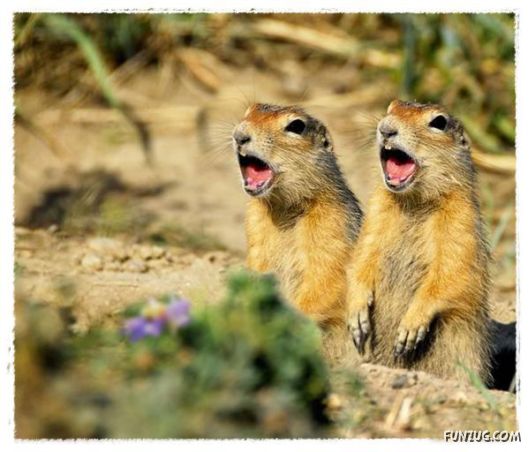 Some of the BeautifuL AnimaLs