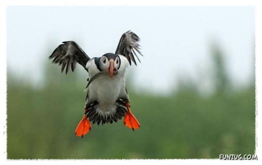 Some of the BeautifuL AnimaLs