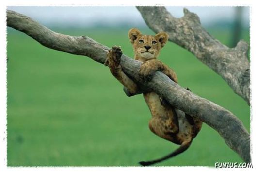 Some of the BeautifuL AnimaLs