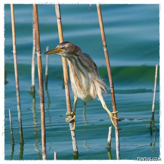 Some of the BeautifuL AnimaLs