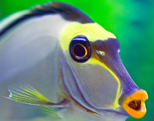 Crazy N Deadliest Venomous Fish