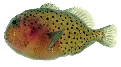 Crazy N Deadliest Venomous Fish