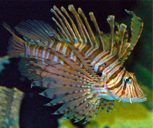 Crazy N Deadliest Venomous Fish