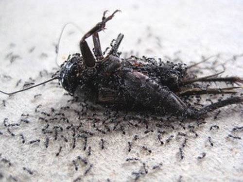 Violent Death in the Insect World (Stunning Photography)