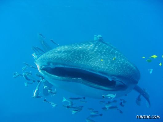 Whale Shark - The Worlds Biggest Fish!