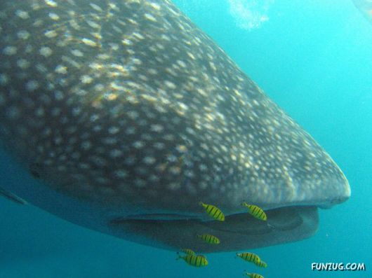 Whale Shark - The Worlds Biggest Fish!