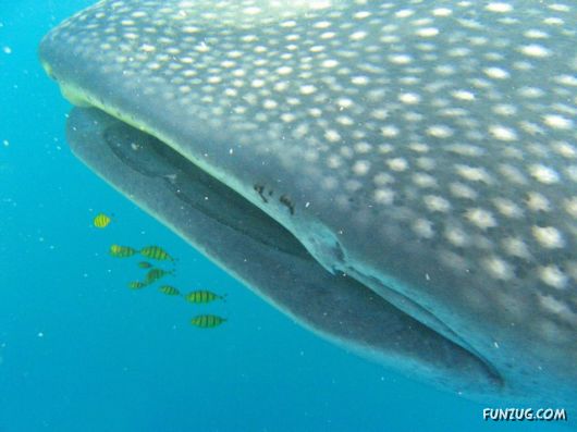 Whale Shark - The Worlds Biggest Fish!