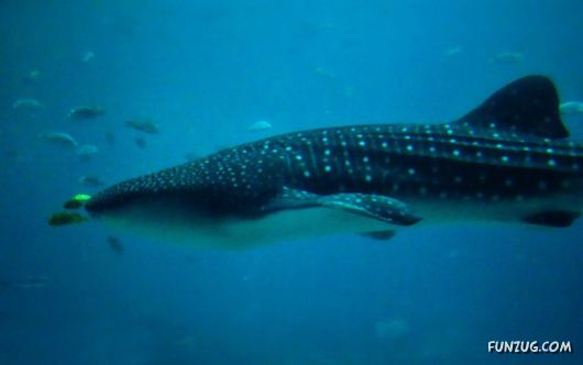 Whale Shark - The Worlds Biggest Fish!