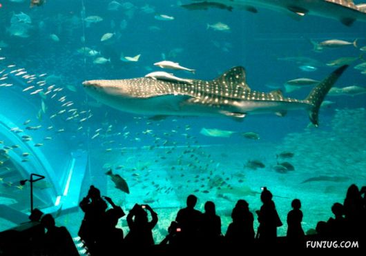 Whale Shark - The Worlds Biggest Fish!