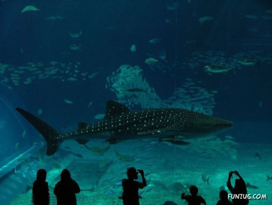 Whale Shark - The Worlds Biggest Fish!