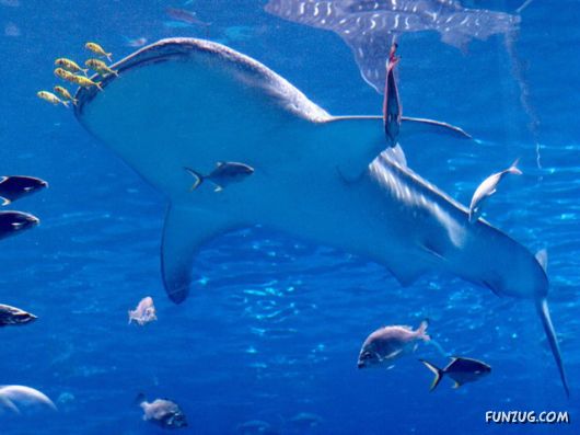 Whale Shark - The Worlds Biggest Fish!