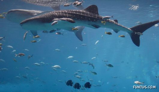 Whale Shark - The Worlds Biggest Fish!