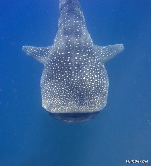 Whale Shark - The Worlds Biggest Fish!