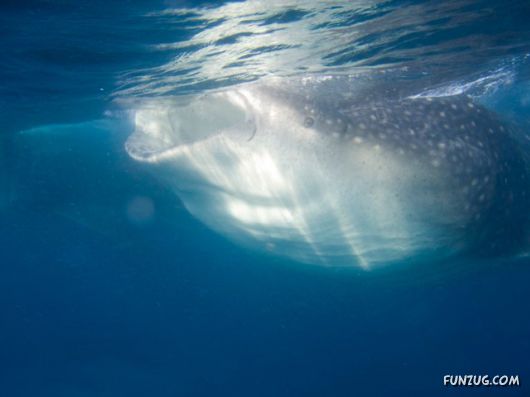 Whale Shark - The Worlds Biggest Fish!