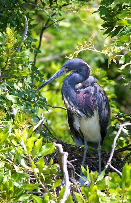 Amazing WildLife World