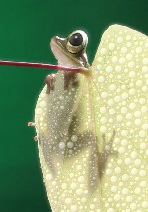 Amazing WildLife World