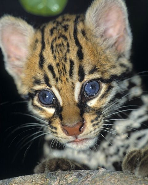 Amazing WildLife World