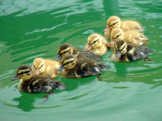 Amazing WildLife World