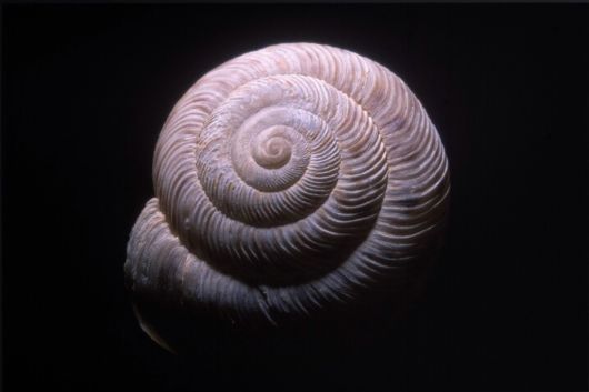 Amazing WildLife World