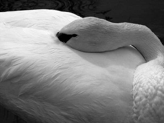 Amazing WildLife World