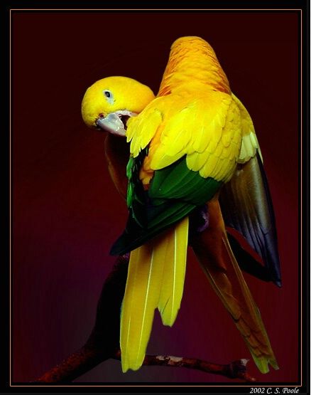 Amazing WildLife World