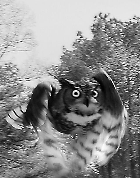 Amazing WildLife World