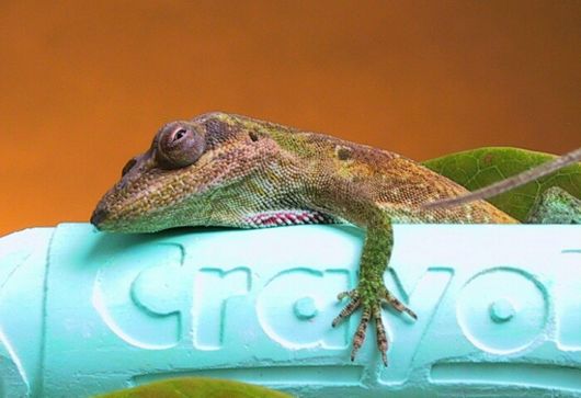 Amazing WildLife World