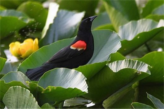 Amazing WildLife World