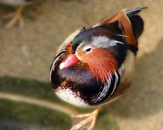 Amazing WildLife World