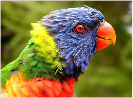 Amazing WildLife World