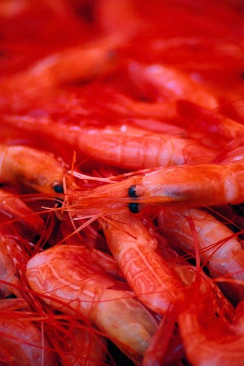 Amazing WildLife World