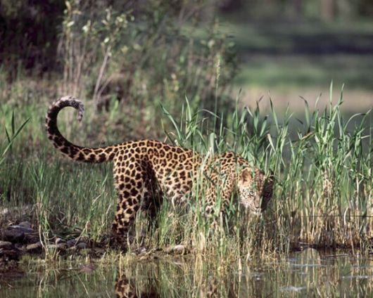 Amazing WildLife World