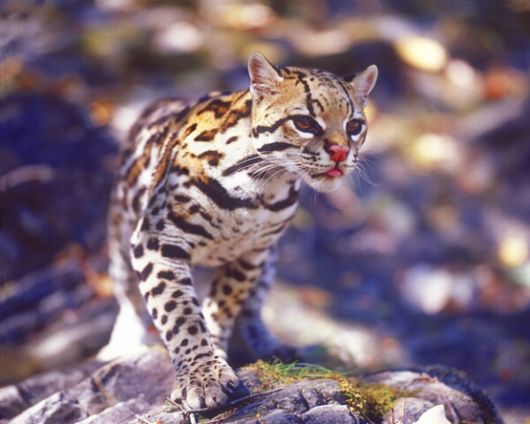 Amazing WildLife World