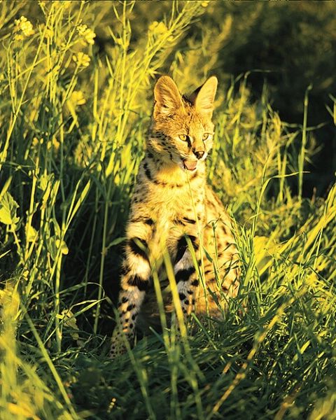 Amazing WildLife World