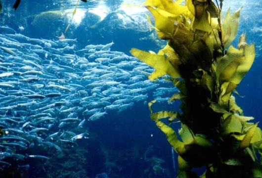 Amazing WildLife World