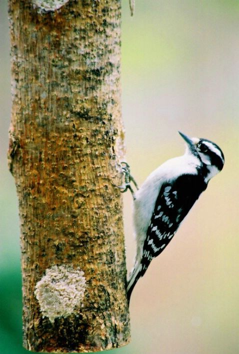 Amazing WildLife World