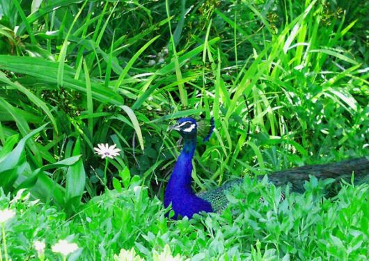 Amazing WildLife World